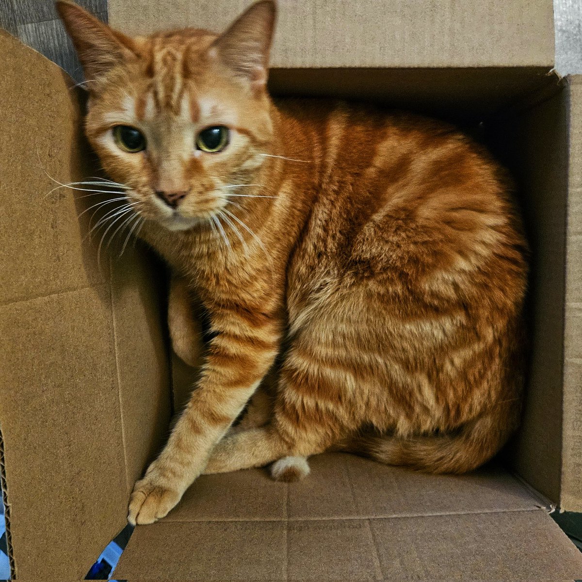 Held hostage in my own home by one of the most dangerous animals on the planet...box cat!

#orangecatsofinstagram 
#boxcat