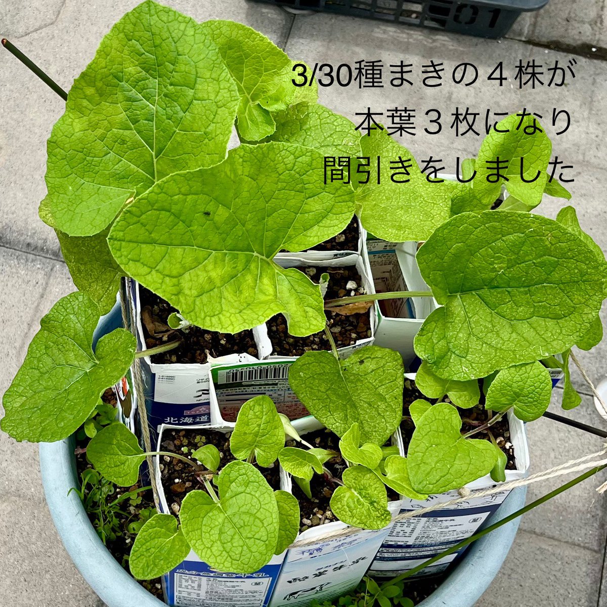nabe_farm's tweet photo. 滝野川ごぼうの間引きをしました。 https://t.co/xx7bbvwjhJ