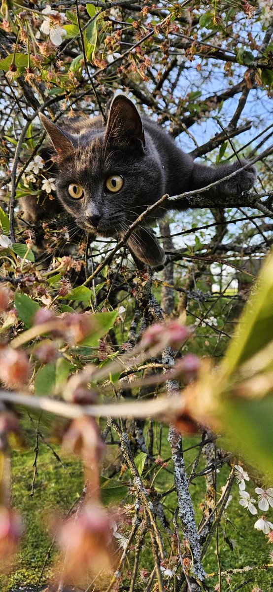 Twitterī atrasts un adoptēts kaķis tagad vada laimīgas dienas savā valstībā