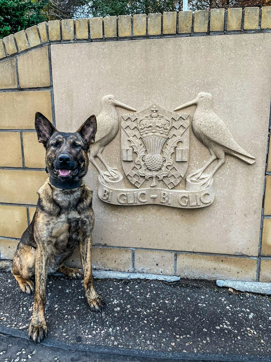 5 - 0 to PD Rico &amp; his lead holder last night.

At a housebreaking he found 3 suspects trying to play "hide &amp; seek".

Then after suspects were seen stealing from a building site he tracked 2 of them hiding in bushes on a nearby golf course.

All reported to <a href="/COPFS/">COPFS</a>.

#TheNoseKnows