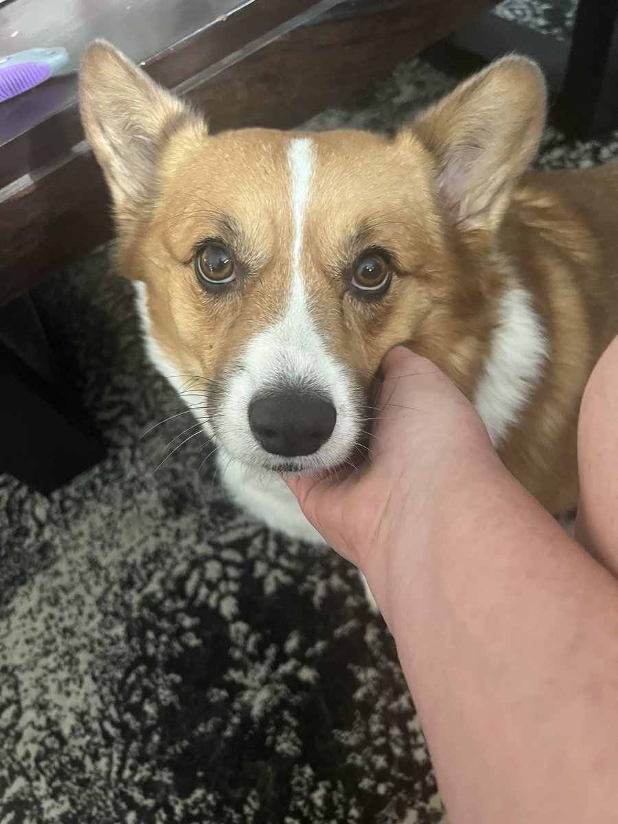 whitemanML's tweet image. Adventures of Archie, first 2 weeks. He is precious. Look at that face. I weighed him this morning and according to my human scale he still is 51-ish lbs. I’m not sure how accurate me holding and weighing is, but it’s close enough to check at least once a week. #corgination