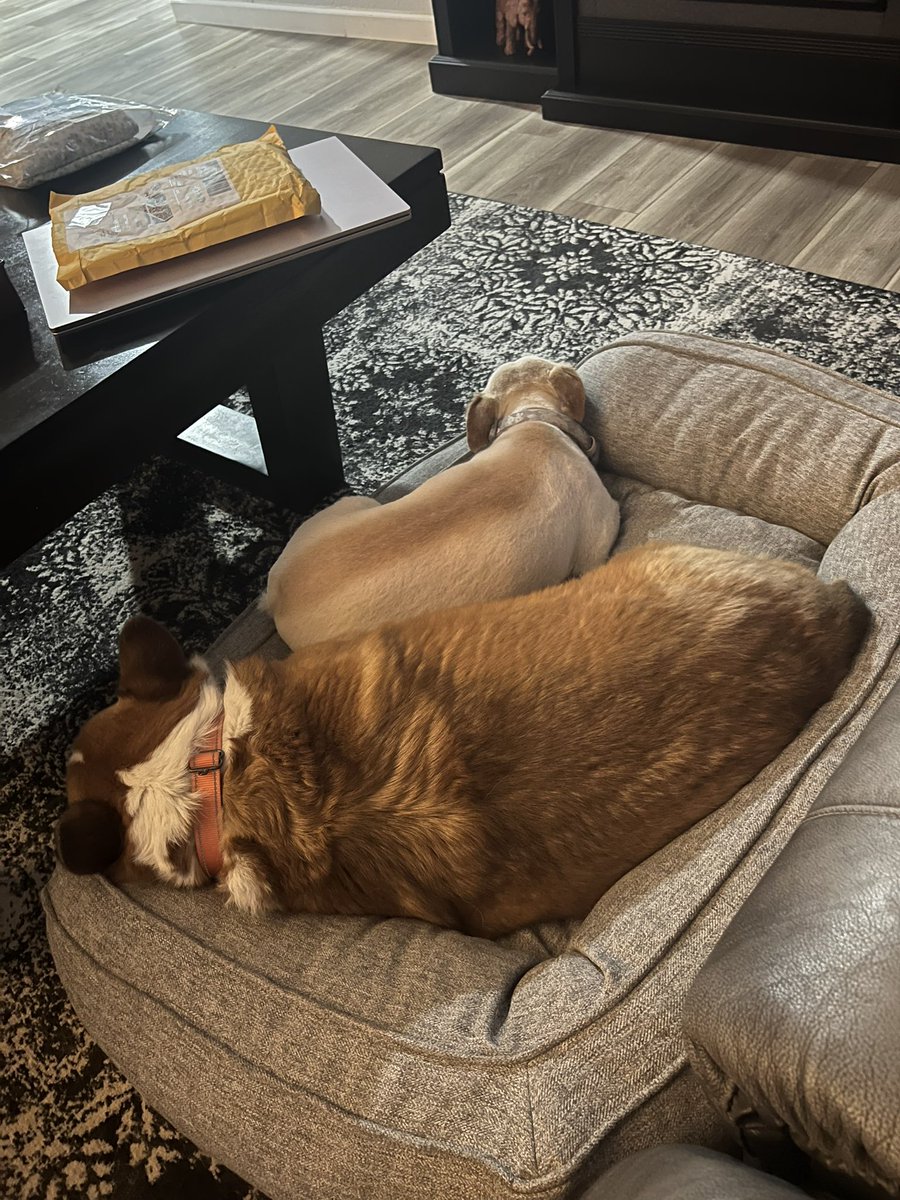 whitemanML's tweet image. Adventures of Archie, first 2 weeks. He is precious. Look at that face. I weighed him this morning and according to my human scale he still is 51-ish lbs. I’m not sure how accurate me holding and weighing is, but it’s close enough to check at least once a week. #corgination