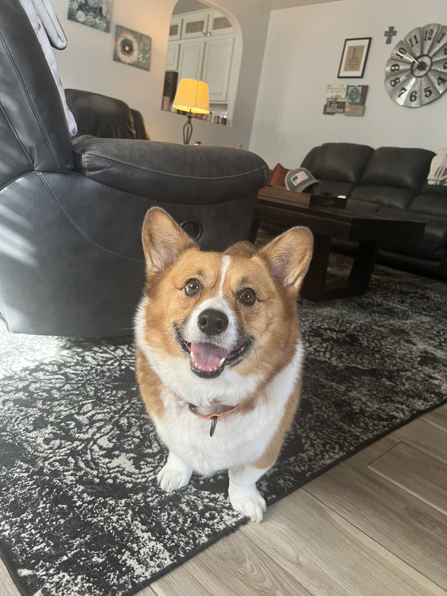 whitemanML's tweet image. Adventures of Archie, first 2 weeks. He is precious. Look at that face. I weighed him this morning and according to my human scale he still is 51-ish lbs. I’m not sure how accurate me holding and weighing is, but it’s close enough to check at least once a week. #corgination