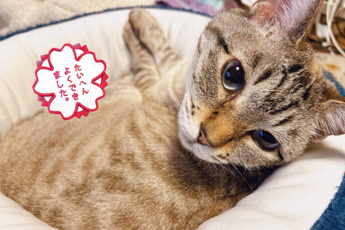 本日も突破歌配信ありがとうございました☺️🙏
スパチャもコメントもありがとうございます🙇‍♀️
はるちゃんお利口さんにしてて偉いね〜🥹💮
また配信しますのでお時間合いましたら聴きにきてくださいね🙌

#yinしました 🐬