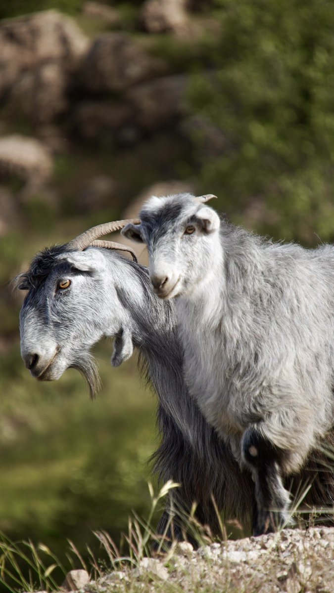 Mama und Kind 🐐 Kurdische Ziegen in den Safinbergen 😍