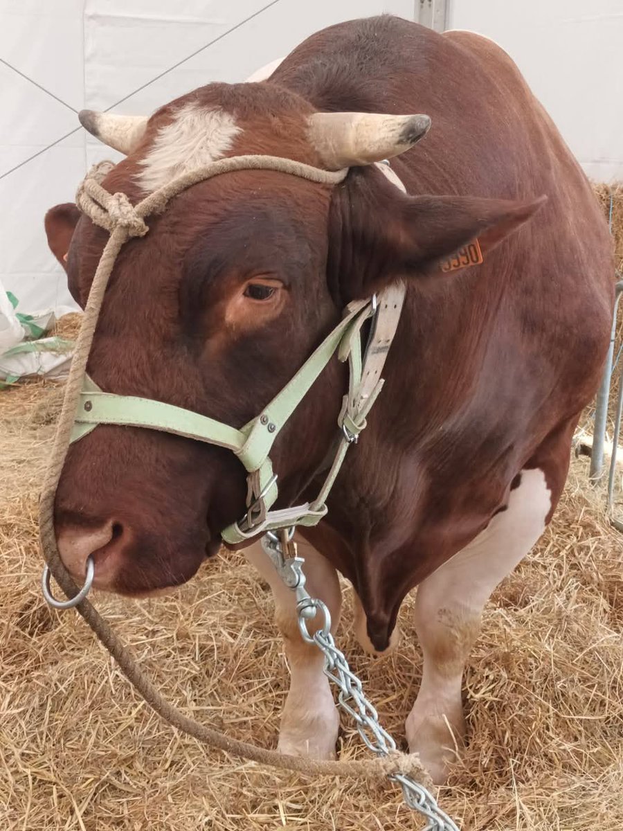 CathMelin's tweet photo. Une chouette promenade au salon de l'agriculture du Beauvaisis, et un panier bien garni au retour 🐄🥬🥖 https://t.co/um7LbQCl1y