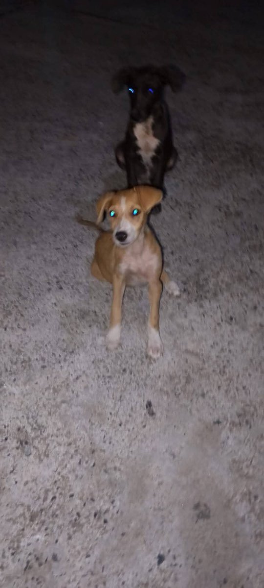 lyssitta's tweet photo. SERVICIO SOCIAL✅️
#sebuscan
#extraviadas
Zona ZARAGOZA, LA LIBERTAD

"Estas perritas( cachorras se mantenían en col. El cedral calle la pilona por la canchita, ellas eran alimentadas por dos personas, ya las habíamos desparasitado y estos días iban a recibir su primera vacuna 
Se les puso collar anti pulgas y garrapatas 
Lastimosamente se nos han perdido y no sabemos de su paradero, si alguien de mal corazón se las llevó para irlas a perder o que han hecho con ellas!!!😭😭😭😭😭😭😭😭
Por favor devuelvanlas esta semana ya tenían cita para ser esterilizadas 
SE DARÁ RECOMPENSA a la persona que las entregue 
Mandeme mensaje si Ud las ha visto!!!!!!
Contacto 7526-0040
COMPARTAMOS POR FAVOR"