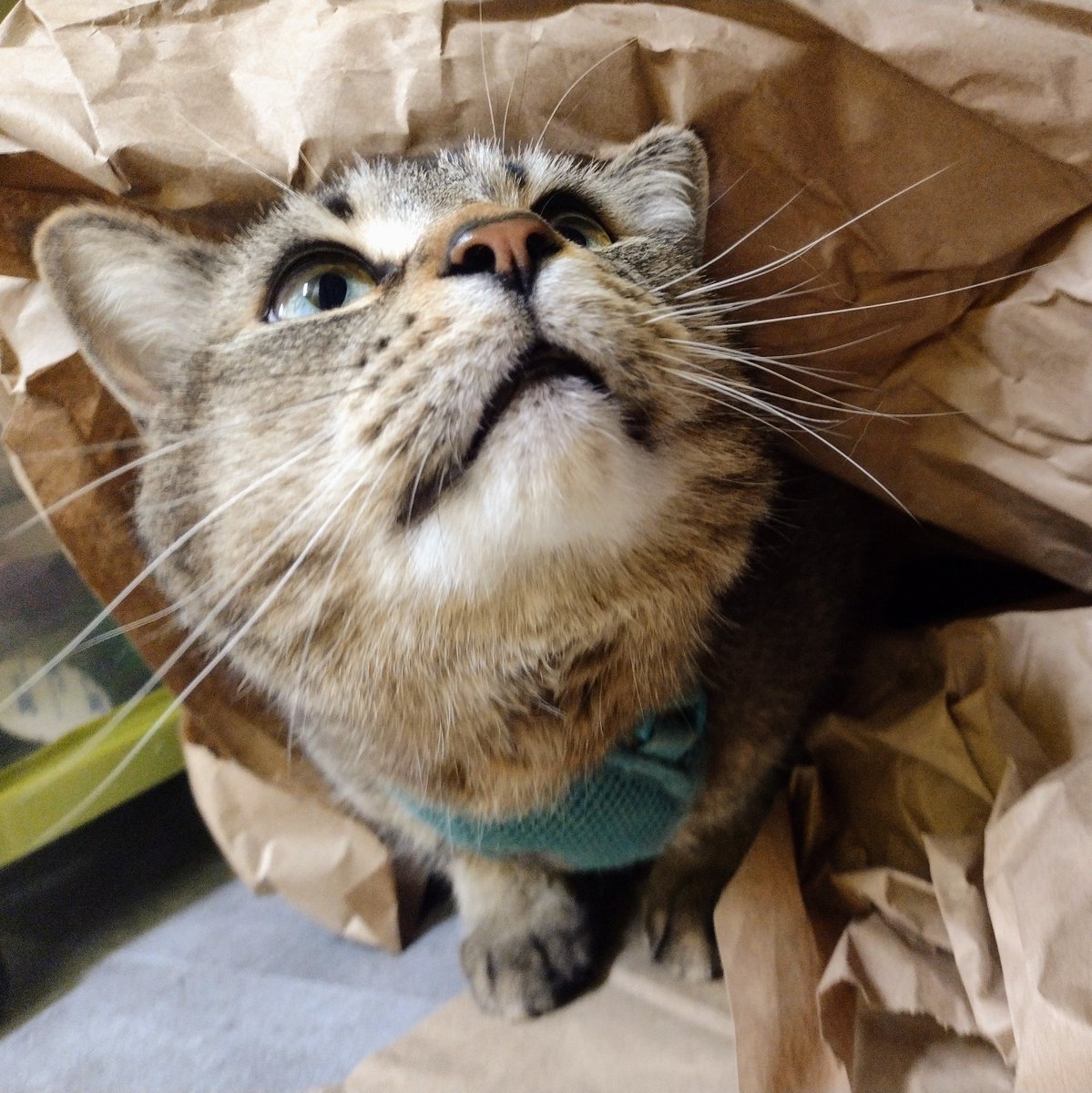 Underneef da kwinkle paypurr
Figgy twies to hide
He starts to sing a happy song
We all noe he inside

He peeks out, den hides agen
Da Fig we all can see
Mama asks ware Figgy go
But her noes ware he be

#CheddarPoetry #SillyFiggy #HeFinksIfHeHideHisHedHeInvizzybil #FinComeLastNite
