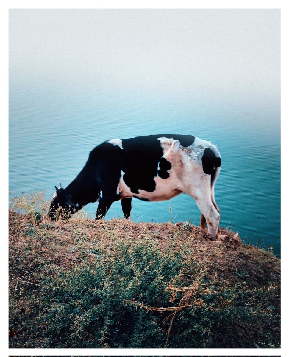vikcreatives's tweet photo. Just a cow, some grass, and a calm
drop into the blue 📸...

#WithNothing https://t.co/djAK80Uayn