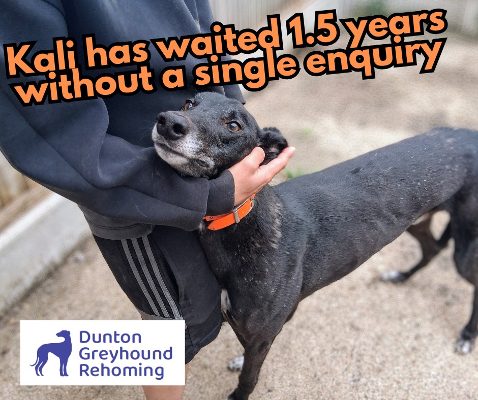 Please retweet to help Kali find a home #ESSEX #UK 
Available for adoption✅
KALI'S 1.5 YEAR WAIT FOR SOMEONE TO NOTICE HIM💔
Imagine watching a once-vibrant dog slowly lose his spark day after day. That's the heartbreaking reality for Kali - a sweet, fluffy teddy bear of a dog