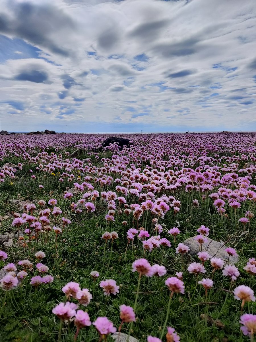 MavisBengtsson's tweet photo. Today I had a good time enjoying the sea thrift. If we take care of our nature, it will heal, care and prevent potential ailments. The closer we are to nature the more we become well-beings. https://t.co/LVCxjOASl3