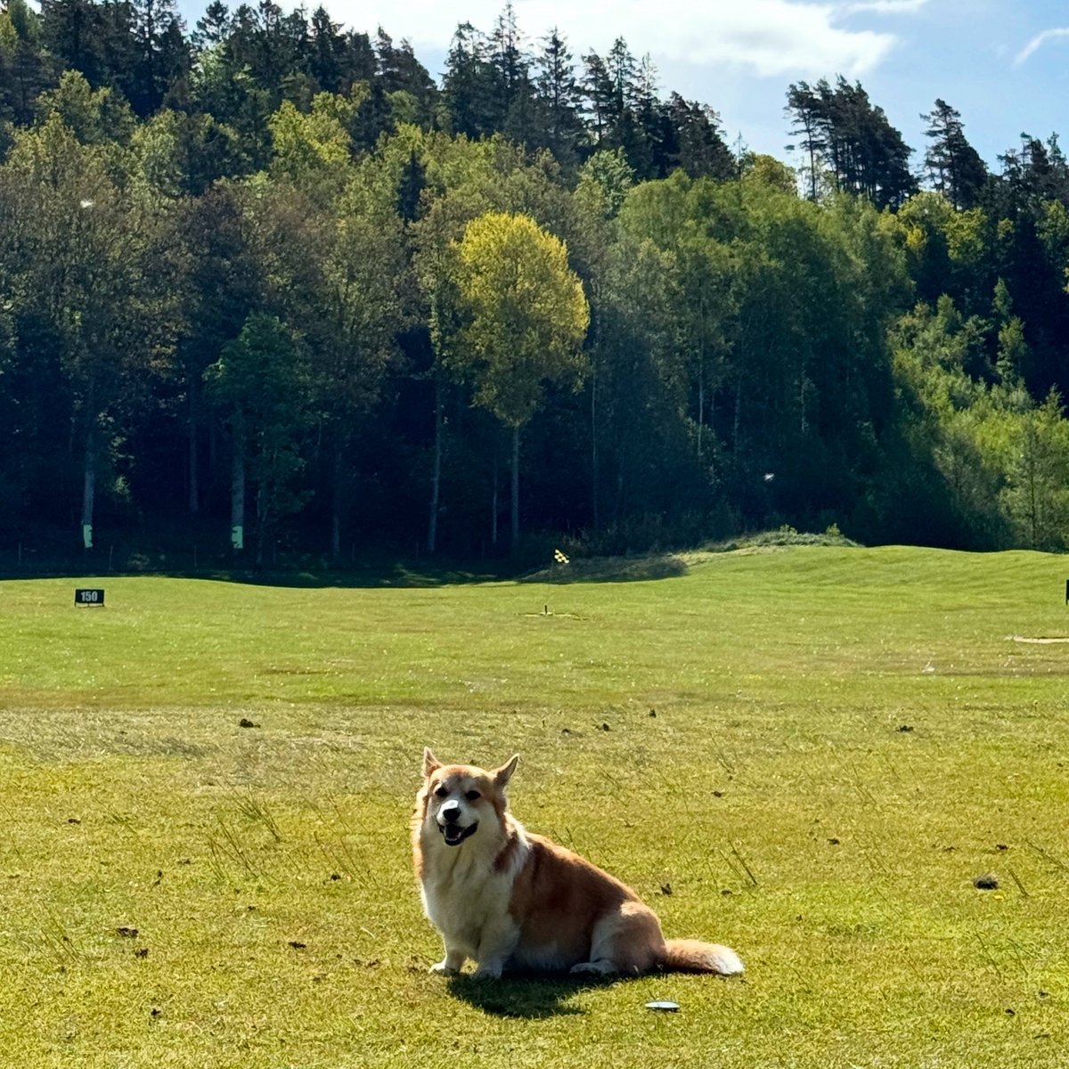 “I had a brilliant idea today. I stood right in front of Dad at the range. Thought it might finally help his golf game. You’re welcome.”