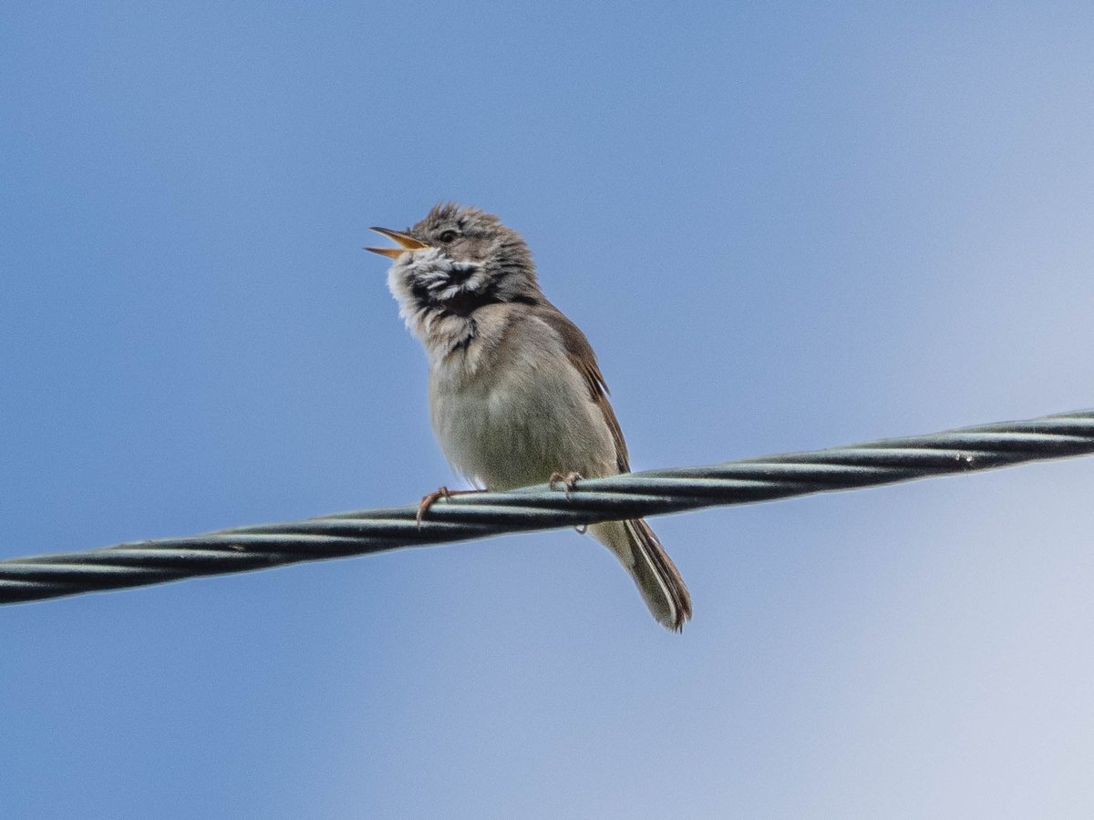 Andrew Gordon tweet media