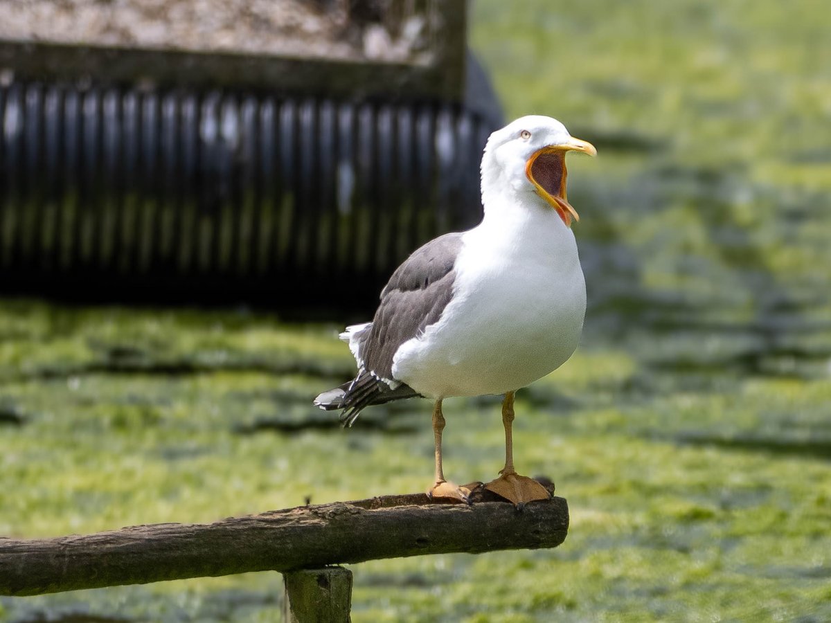 Andrew Gordon tweet media