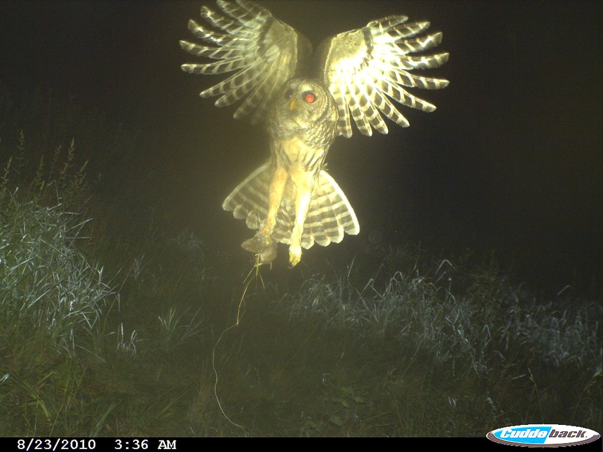 Trail_Cams's tweet image. 