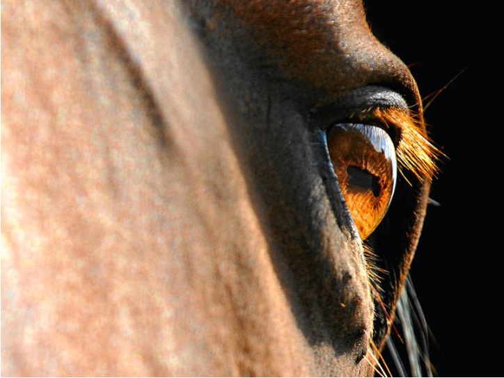 The equine's eyes have many curiosities. Horses can distinguish colors, contrary to the myth of grayscale vision.

They cannot identify a large spectrum of colors, and red and green are usually colors that aren’t distinguishable from each other.
