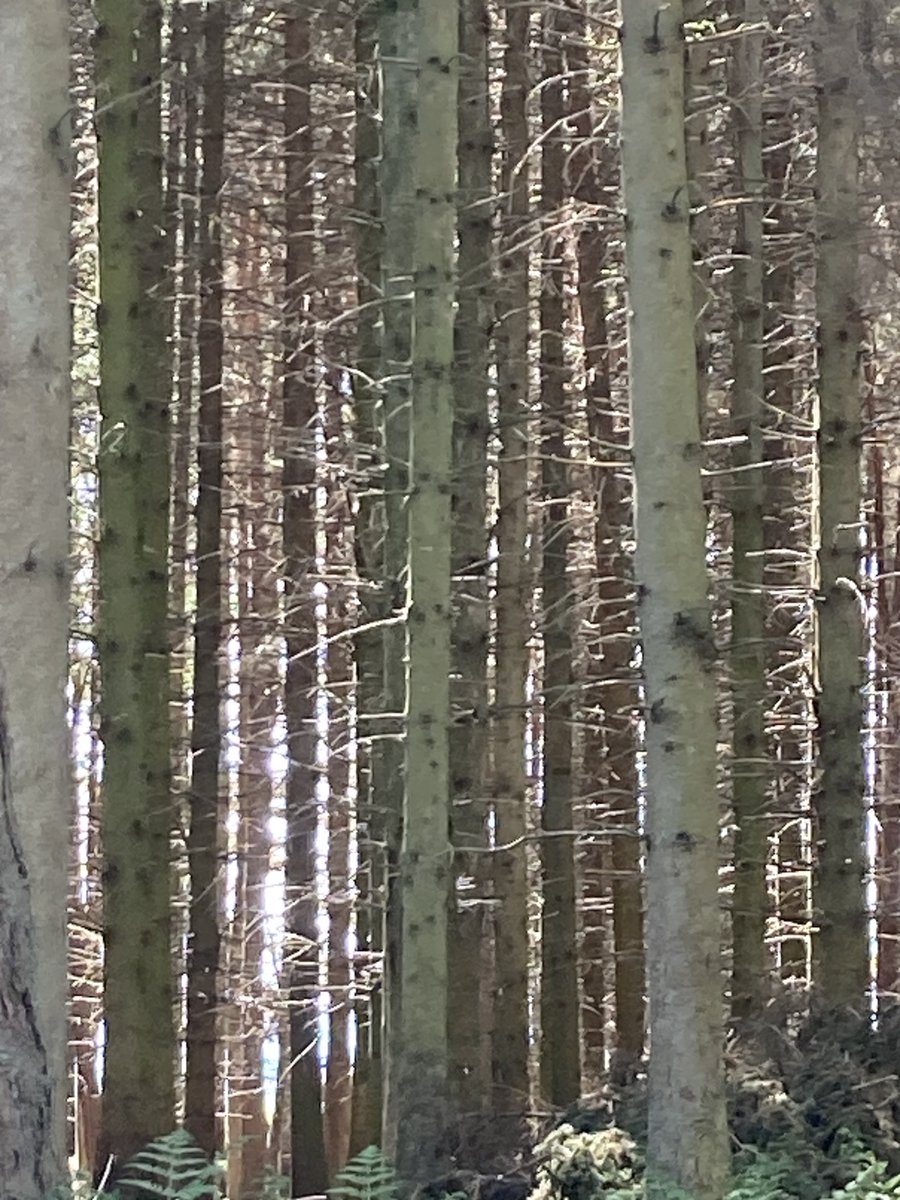 Susan Rodrigues tweet media