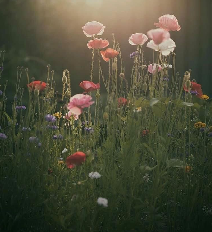 Wie eine Ahnung des Sommers
sind diese Tage
mit blassen Farben auf Seide
gemalt, und an 
ihren Rändern zerfließen ganz
sanft alle Stunden.

- Jost Renner -