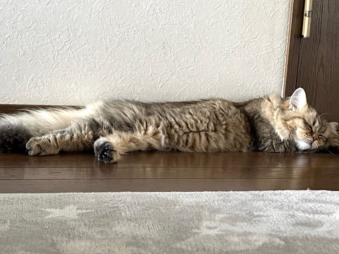 oinarinyan's tweet photo. ねこ、健やかに https://t.co/L8ipglCdWm