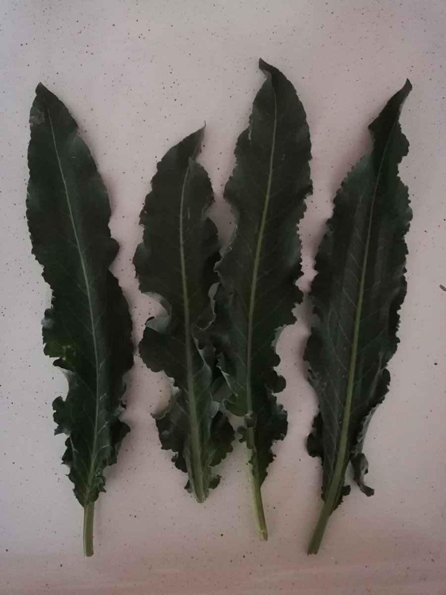 Tirşoya gê

#Pincar
#Pincarçin
#BiharaMeHat
#Wan