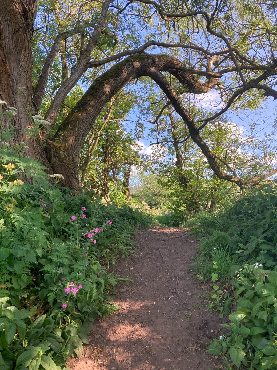 Susan Rodrigues tweet media