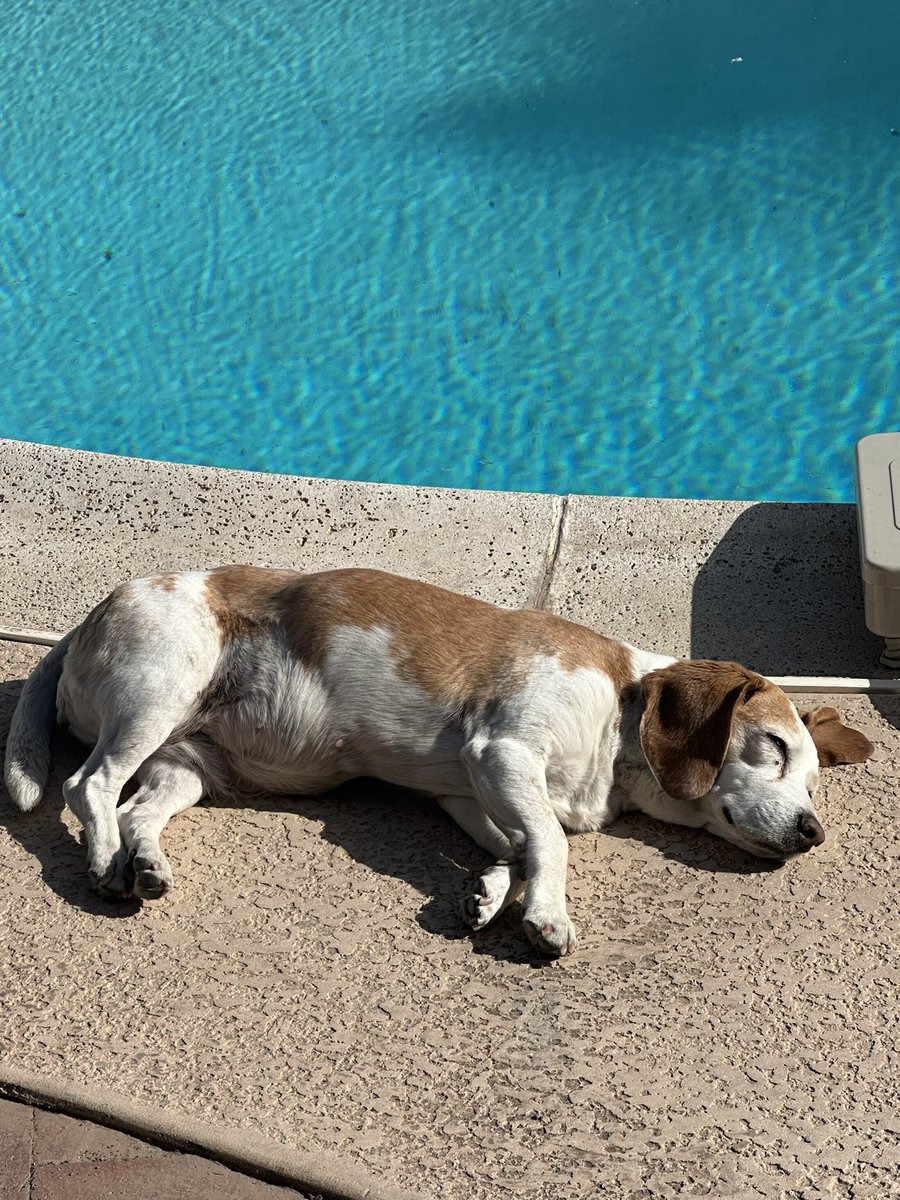 DaisyLemonBeag's tweet photo. Happy 14th birthday to me!!! You can see what I loooooove to do. https://t.co/iXUyur1d6F