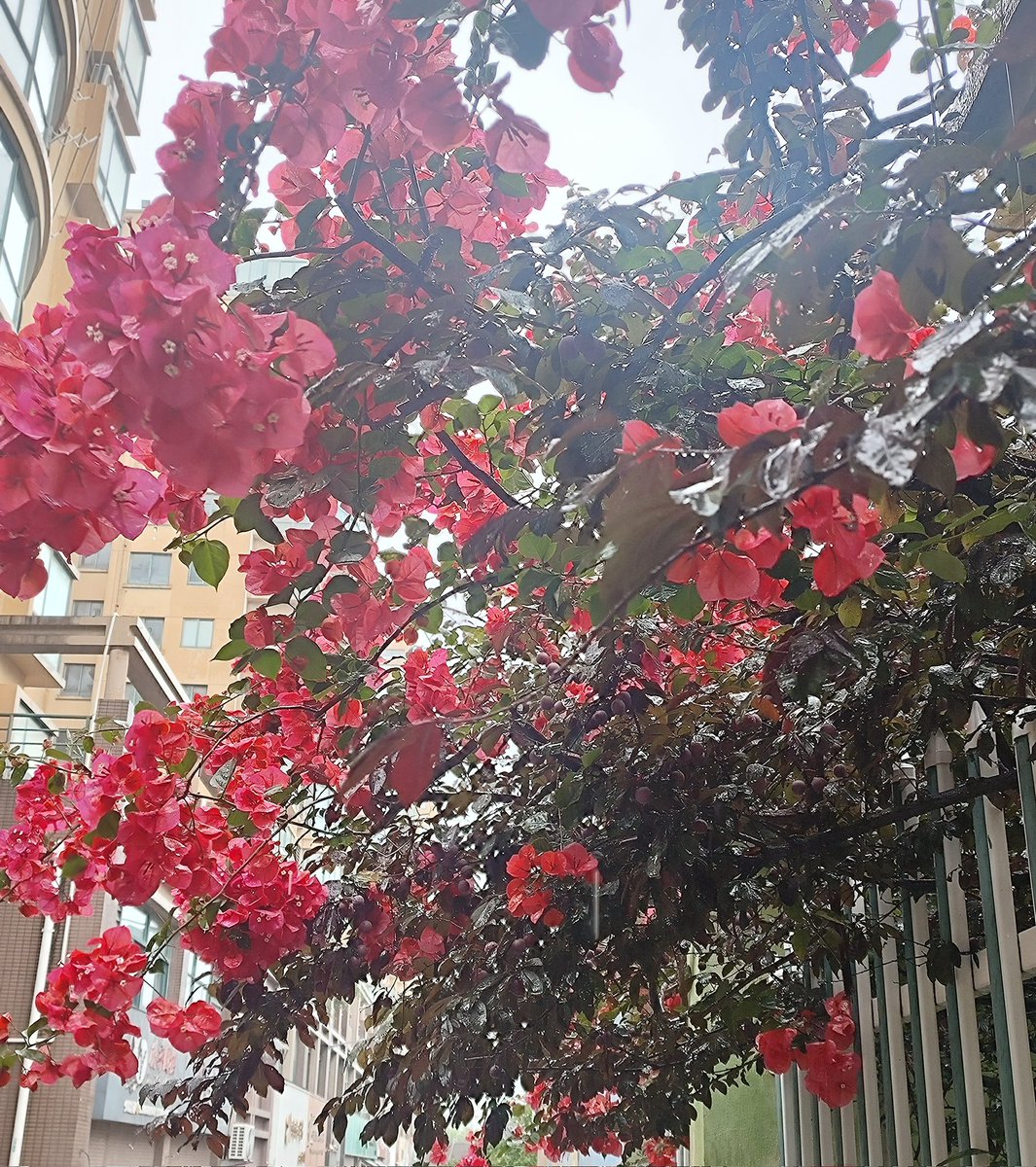 不会叭叭叭的憨憨 (@zflkk5521) on Twitter photo 