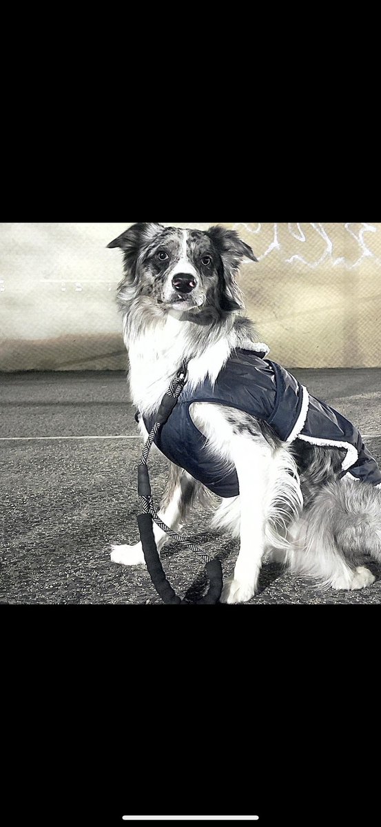 graydogofficial's tweet photo. I’m not locking anything. If the price pumps, I’m dumping everything.
Honesty is underrated.
#graydog #memecoin https://t.co/46EkrWSZSR