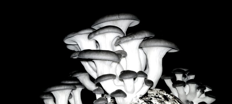 Pax Mushroom Farm Ltd tweet media