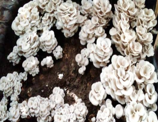 Pax Mushroom Farm Ltd tweet media