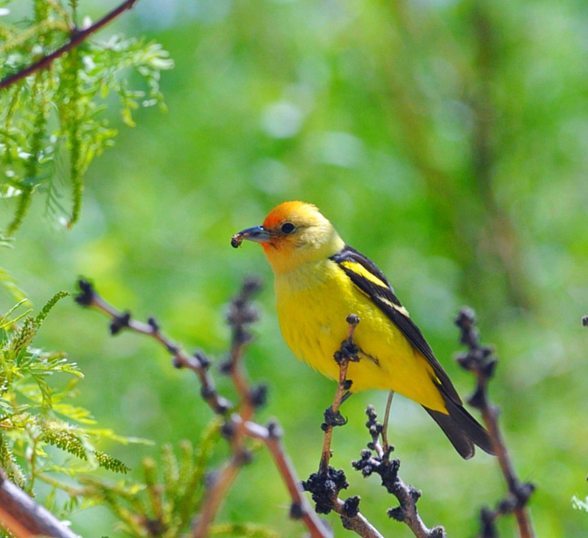 Western tanager in honey mesquite with a caterpillar. Northern Mojave spring system in upper Amargosa River east of Death Valley National Park. #birds