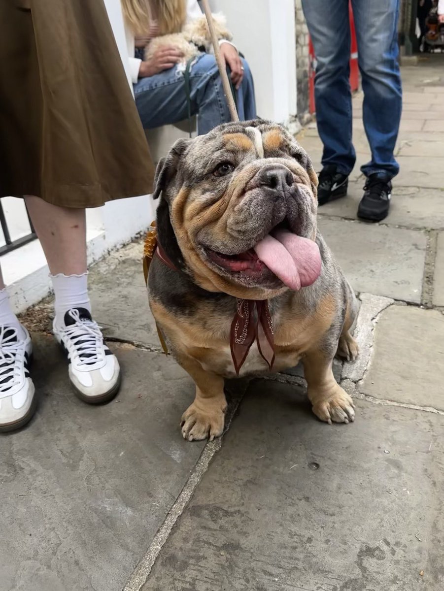 PrimroseHillHub's tweet photo. We love our furry friends in Primrose Hill and love the chance to dress them up and show them off! #primrosehill #furry #friends #dogs https://t.co/5l6r0LNe8U