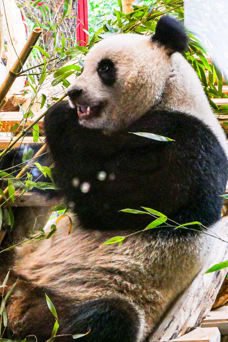 Ausflug zu den gerade erst angekommenen Pandas 🐼 in Schönbrunn #tiergarten #panda #wildlife