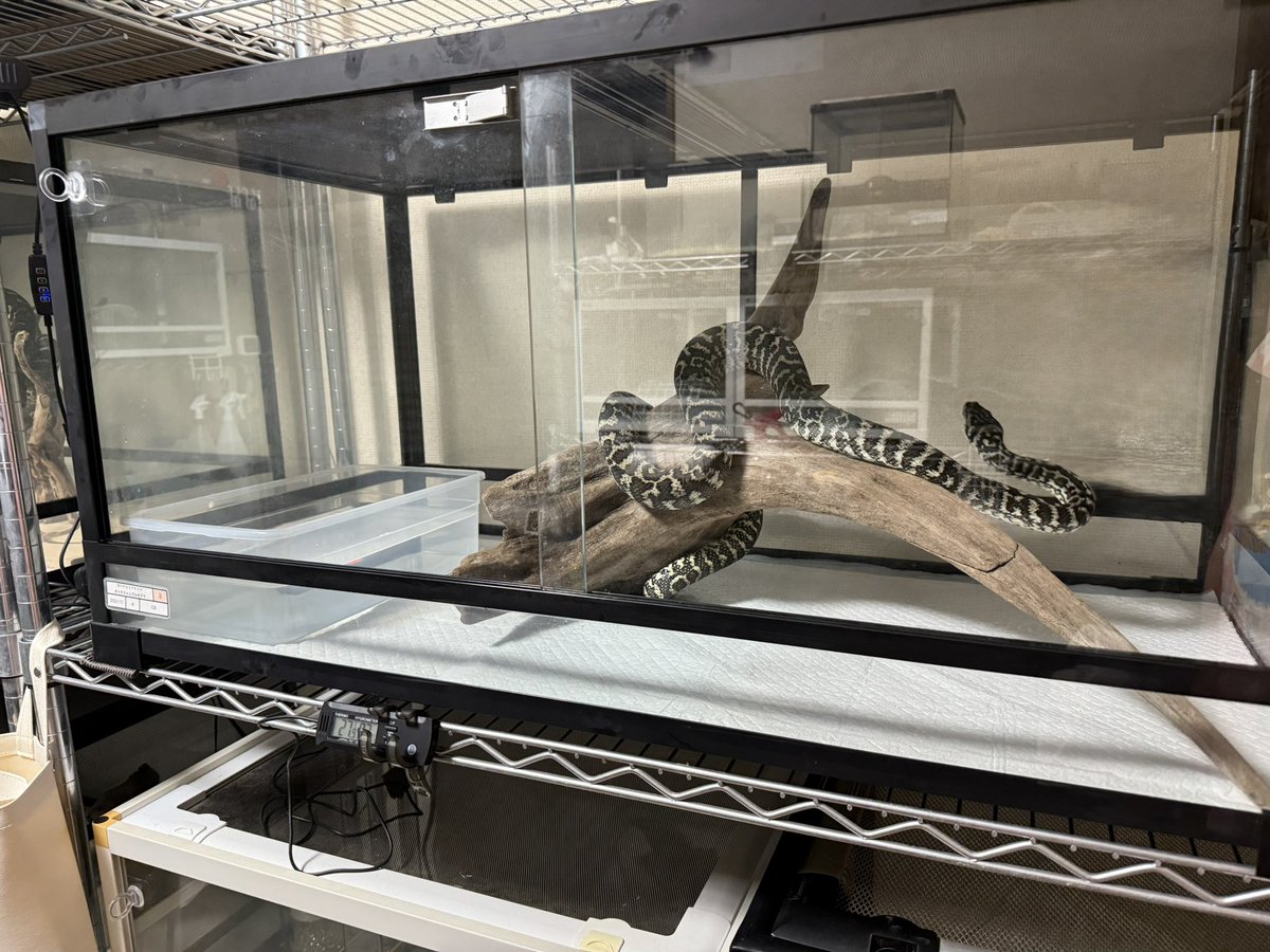 ええ流木や。
9045でも全然いける。