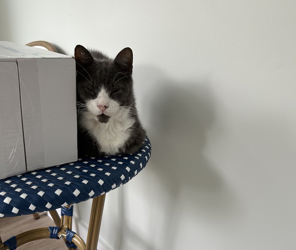 It’s #catboxsunday how about a cat next to a box on a table😹have a pawsome day pals! ❤️Teddy (and Maggie) #catsarefamily, #bekindalways, #tuxedo,
#CatsOnX 😽😻🐈‍⬛🐕🐶🐾☀️🌷🇺🇸