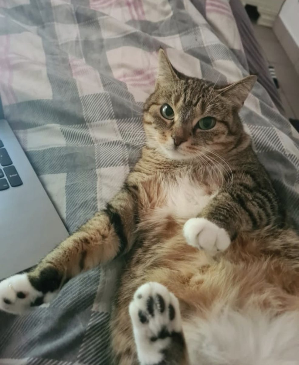 GoudenMandKat's tweet image. Lieve Kitty (9 jaar) zoekt met spoed een nieuw thuis. Het baasje van Kitty is op leeftijd en kan bijna niet meer voor Kitty zorgen.
goudenmandkat.nl/product/kitty/
E-mail: goudenmandkat@gmail.com
Locatie: Geldrop, Nederland
#kat #katten