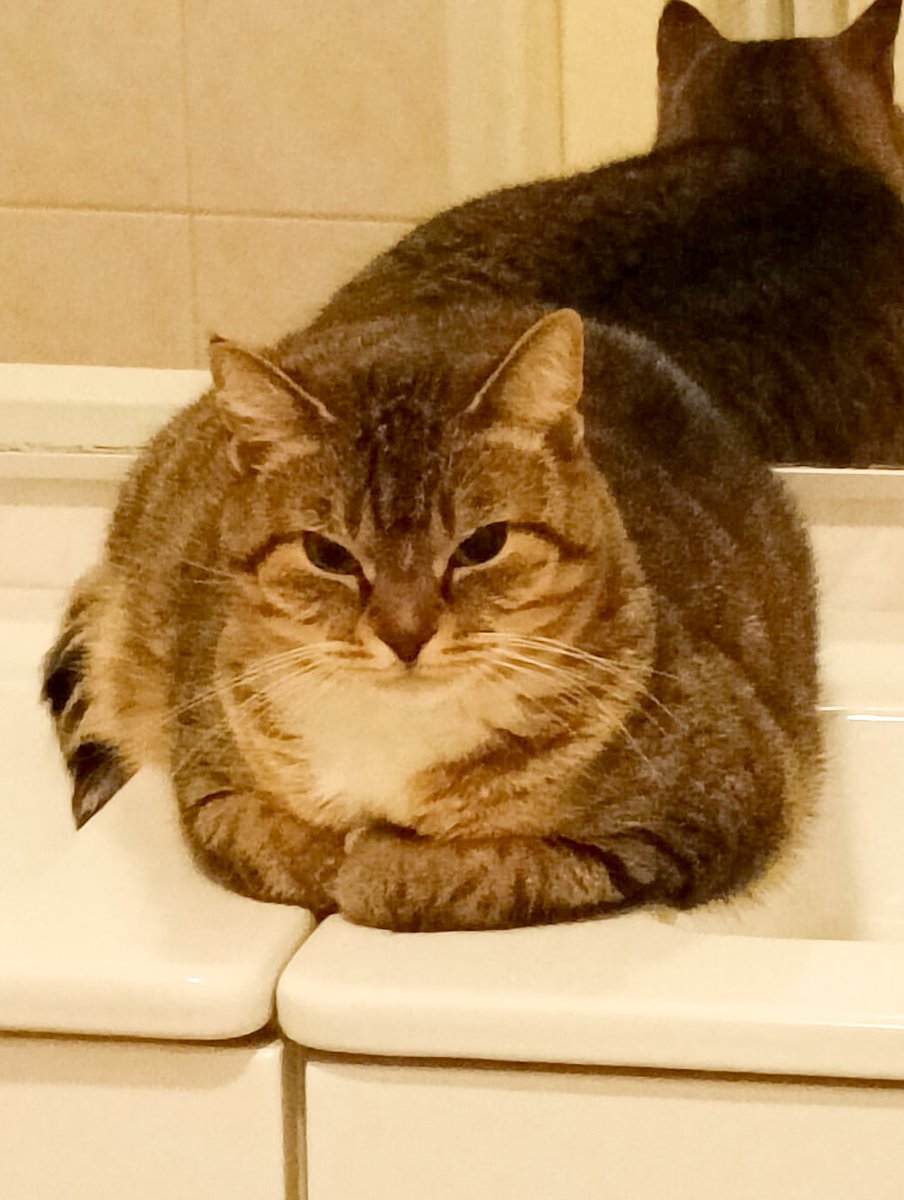 GoudenMandKat's tweet image. Lieve Kitty (9 jaar) zoekt met spoed een nieuw thuis. Het baasje van Kitty is op leeftijd en kan bijna niet meer voor Kitty zorgen.
goudenmandkat.nl/product/kitty/
E-mail: goudenmandkat@gmail.com
Locatie: Geldrop, Nederland
#kat #katten