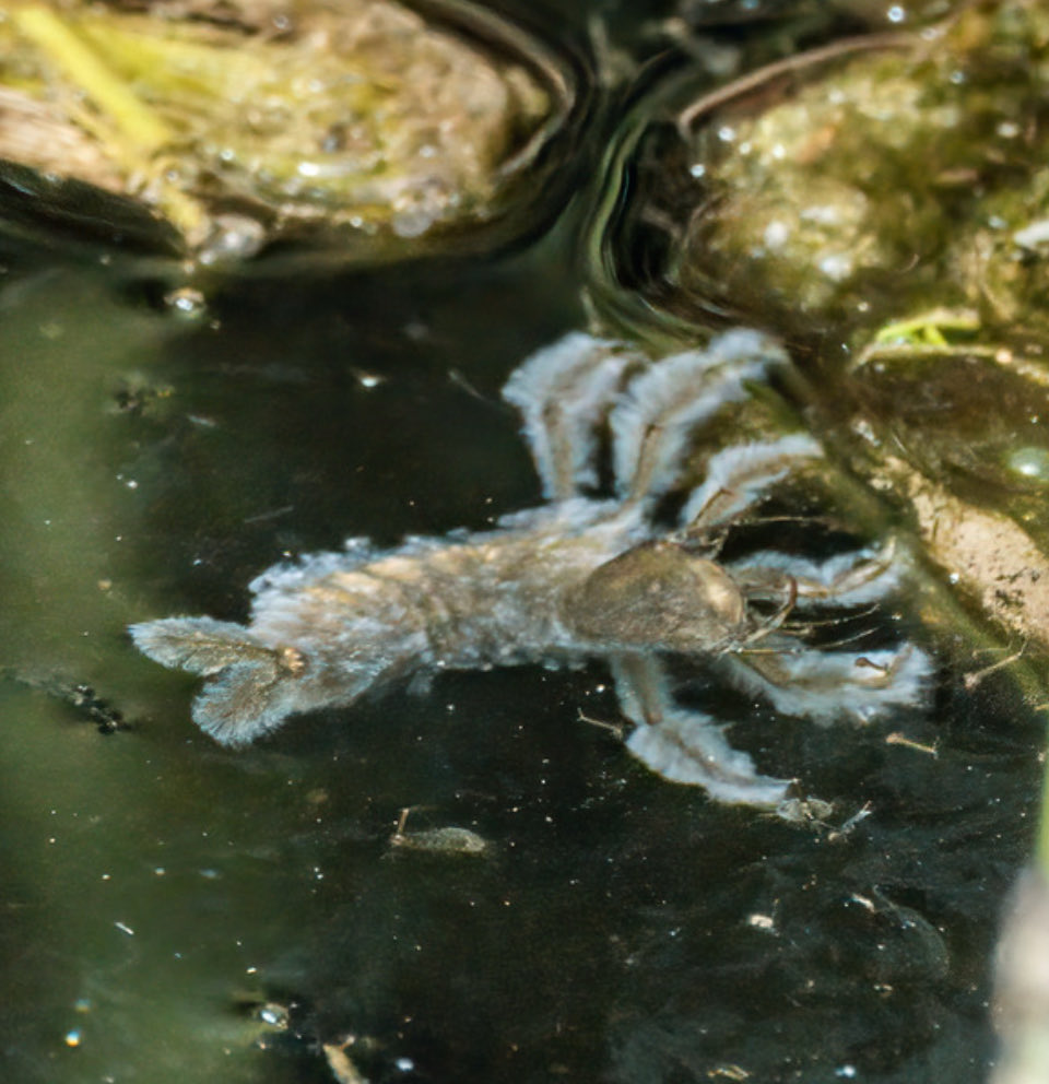 GaryWVC76's tweet image. ⁦This seen today in a small pool at Cathkin Marsh, Glasgow. Could it be Great Diving beetle larva? If so, is it affected by a fungus? A pair of GDB were also observed mating under water. ⁦⁦Photos by Richard Whitson with permission @Coleopterist⁩ ⁦@bugmanjones⁩