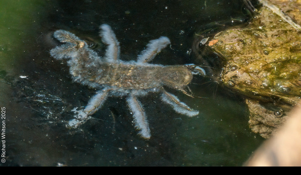 GaryWVC76's tweet image. ⁦This seen today in a small pool at Cathkin Marsh, Glasgow. Could it be Great Diving beetle larva? If so, is it affected by a fungus? A pair of GDB were also observed mating under water. ⁦⁦Photos by Richard Whitson with permission @Coleopterist⁩ ⁦@bugmanjones⁩