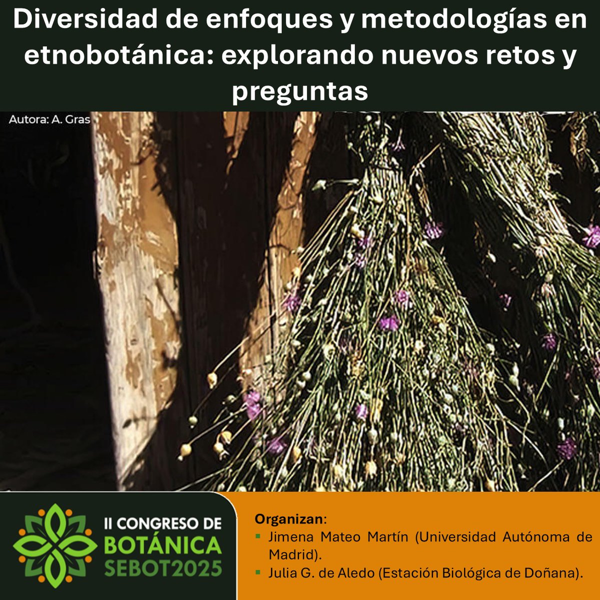 🌿 ¿Te interesa la etnobotánica y su conexión con otras disciplinas?
Envía tu resumen al simposio Diversidad de enfoques y metodologías en etnobotánica en #SEBOT2025
📍 Sevilla, 22–25 sept
🗓️ Deadline: 30 mayo
Organizan: J. Mateo Martín &amp; J.G. de Aledo
🔗 goo.su/XJ5IL0