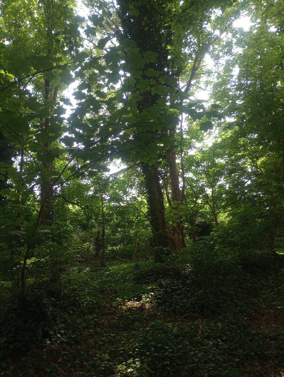 3HeadedLizard's tweet photo. 18 May: I did the Cogwheel Cambridge Stride with @mariawylie. It's a charity walk with a choice of 6, 13 or 27 miles. We did the 13, from Histon to Shelford via Eddington, Coton and Grantchester. We used the MapRun app to find the way! #NewThingEveryDayInMay https://t.co/q0cI0j0rkn