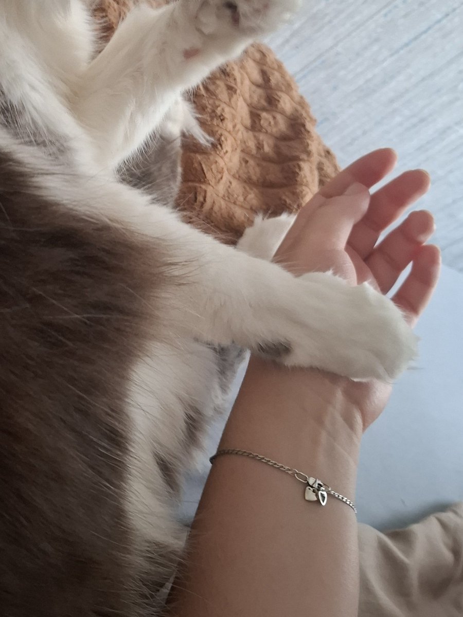 hxoss's tweet photo. Не буду собой, если рандомно не скину фотки моей кошечки. Она одного возраста с этим аккаунтом 😭 https://t.co/SSwtWYjy7p