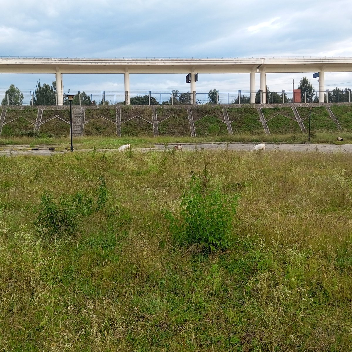 KarigaWainaina's tweet image. KCSE 2040 .

Factors effecting Kenya biggest infrastructure project.
Usual suspects:
Political.
Social .
Economic 
Lack of planning e.t.c 

Ongata Rongai SGR parking, currently a prime grazing zone 🚉.

#SGR #Kenyaprojects