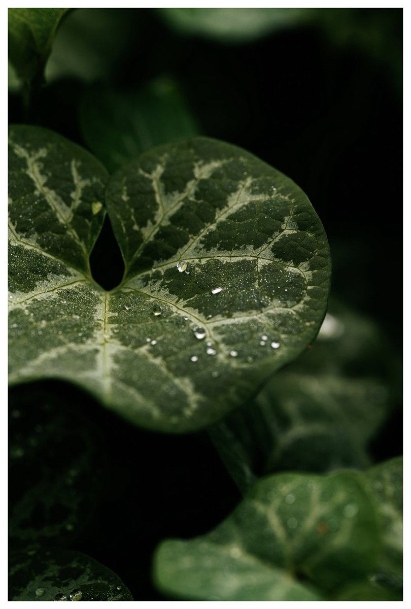 tiairrabrown's tweet image. she loves the rain 🌧️