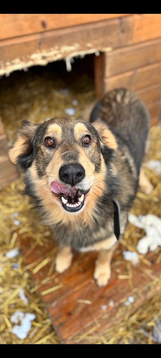 Taki cudny aniołek Kroket ❤️❤️❤️ szuka kochającego Domu! ❤️ :)
