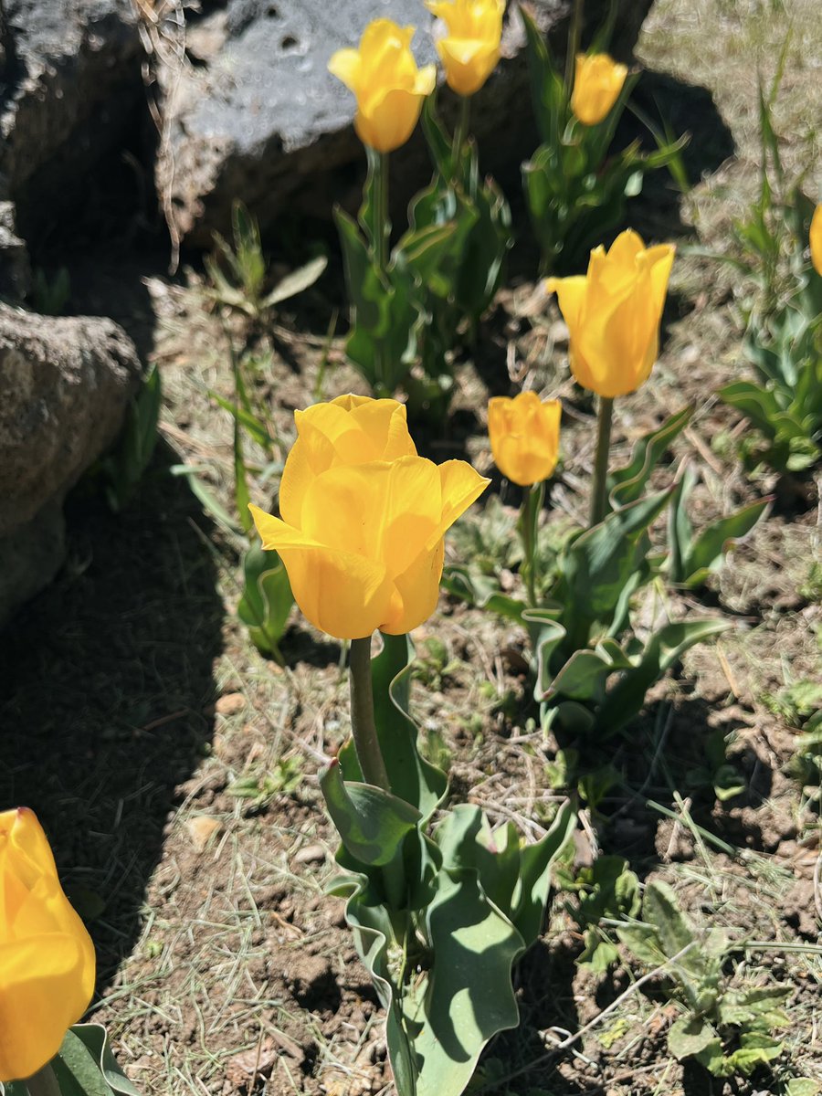 Sunday Yellow 🌻