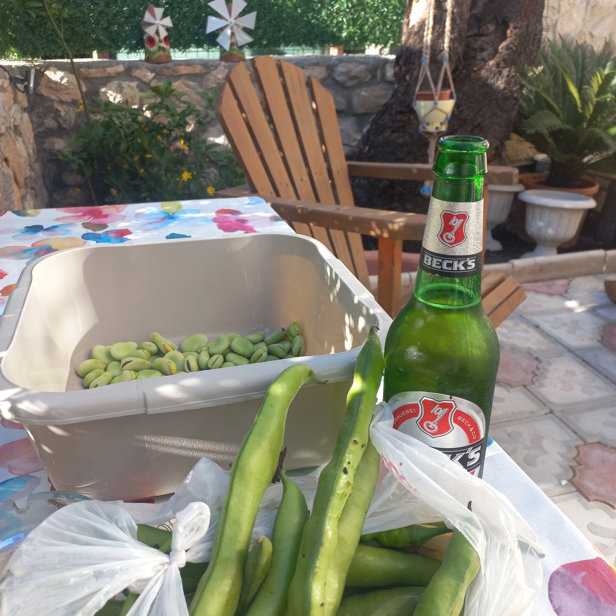 ill1925's tweet photo. Fava. https://t.co/niFollhw9j