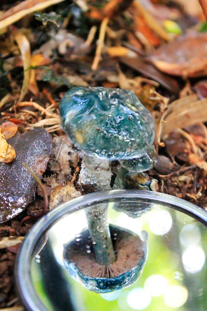 inaturalist's tweet photo. A close-up look at a glistening (okay, damp and slimy) Verdigris Agaric (Stropharia aeruginosa). 

📷 johanandrianoff on iNaturalist
📍 Chile
🔗: https://t.co/OUqUZYFH1E
#ObservationOfTheDay https://t.co/R3ZqIckbI6