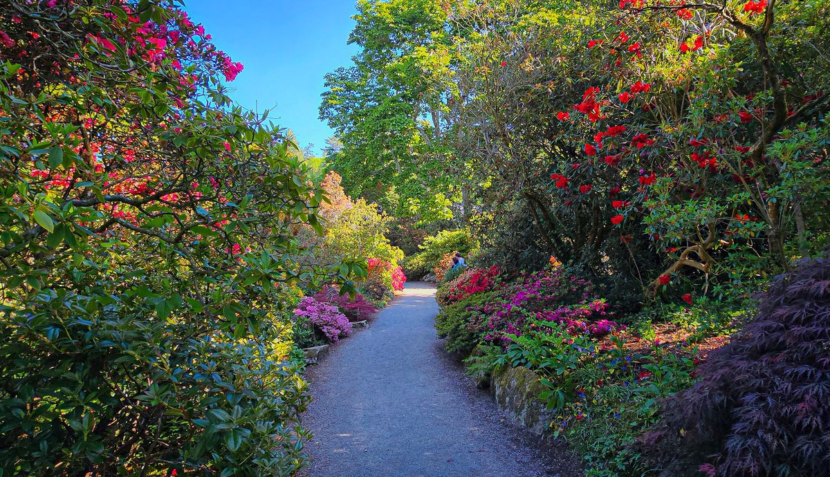 It's Your Wales (@itsyourwales) on Twitter photo More stunning colours at Bodnant Garden with Marilyn. Courtesy <a href="/madmaz2112/">Marilyn E Williams</a> #Wales #WelshPassion More stunning colours at Bodnant Garden with Marilyn. Courtesy <a href="/madmaz2112/">Marilyn E Williams</a> #Wales #WelshPassion