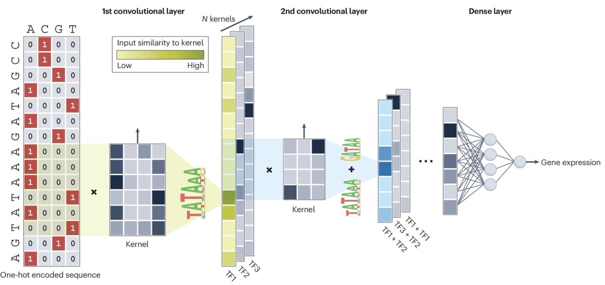 Gene expression is controlled by regulatory sequences (promoters/enhancers) &amp; transcription factors🧬

In theory, sequencing + epigenetic data should be enough to predict expression.

This Sunday read reviews deep learning models trying to do exactly that👇